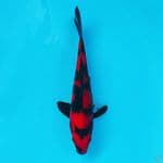 HI UTSURI 23CM MALE