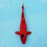 AKA Bekko super red 27cm
