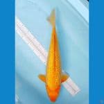 karasi full gindrin 48 cm