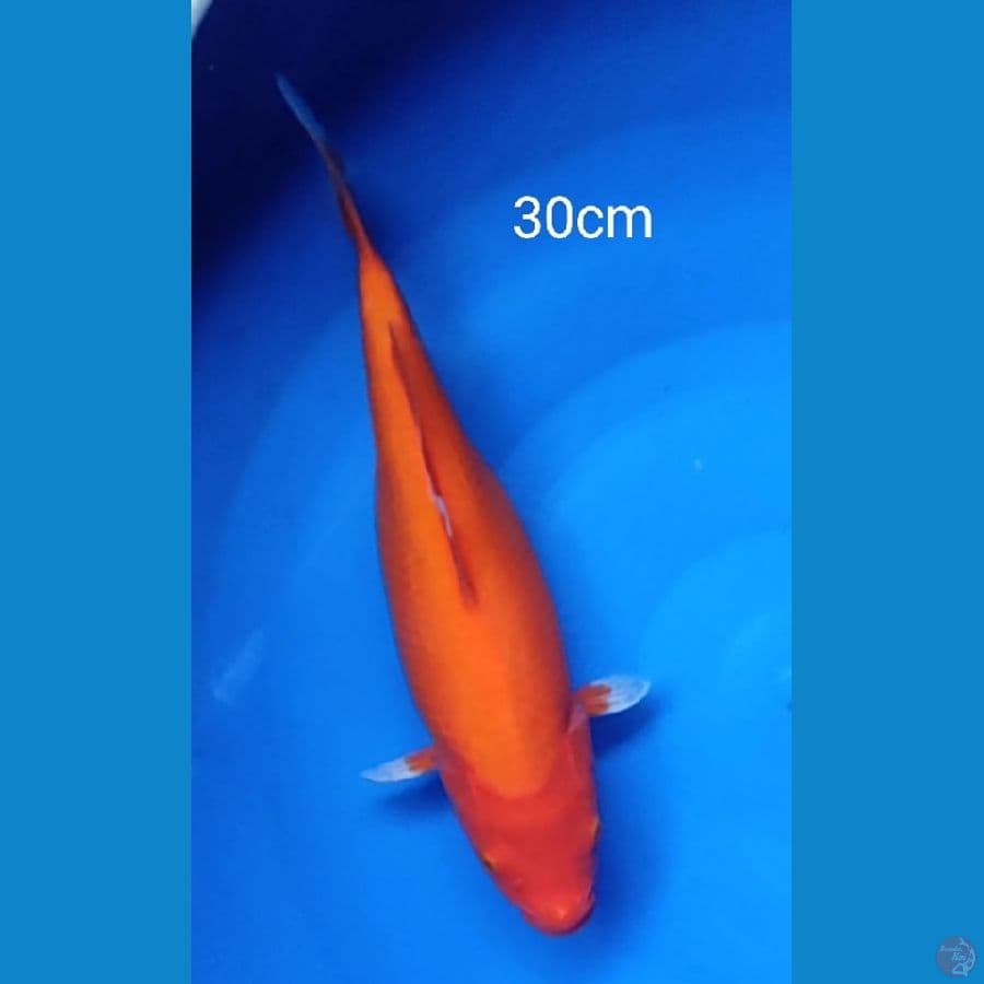 Akahajiro bagus 30cm