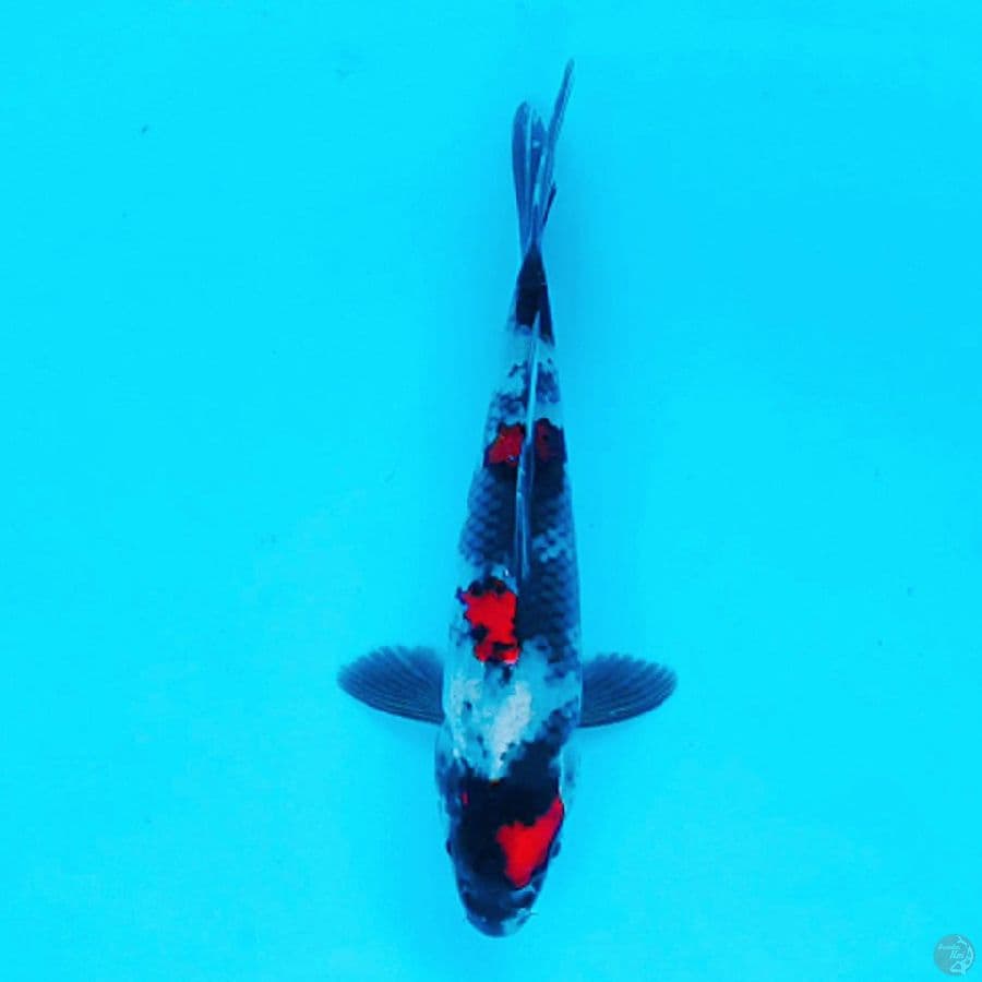 RED KINDAI SHOWA 19CM MALE