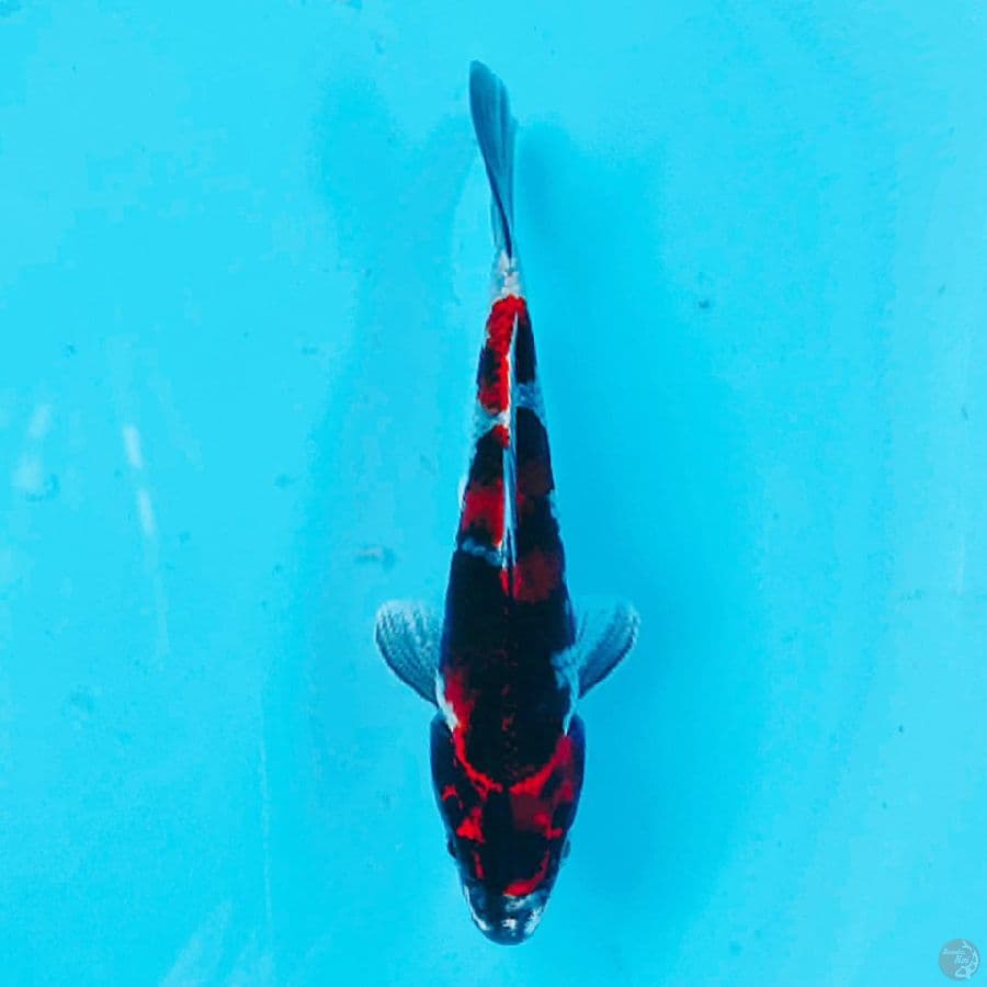 KAGE SHOWA SQ 19CM MALE