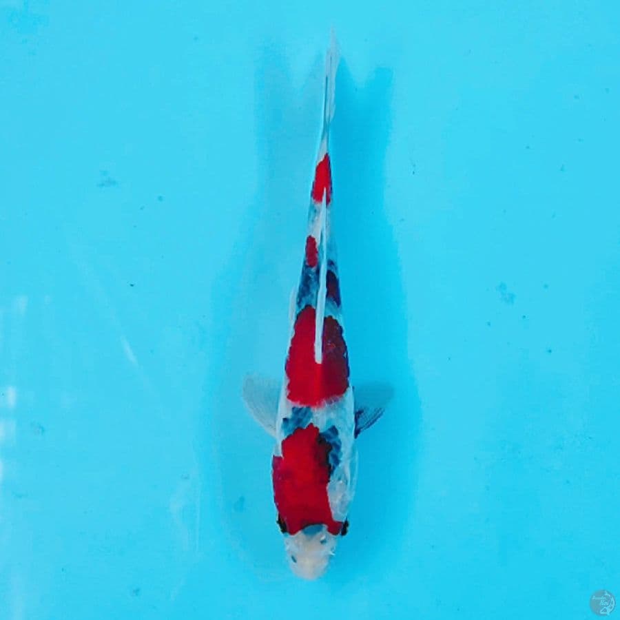 SHOWA TATEGOI KAGE SUMI 20CM FEMALE