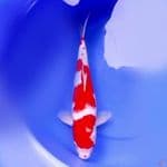47cm KOHAKU SUPER PEKAT 