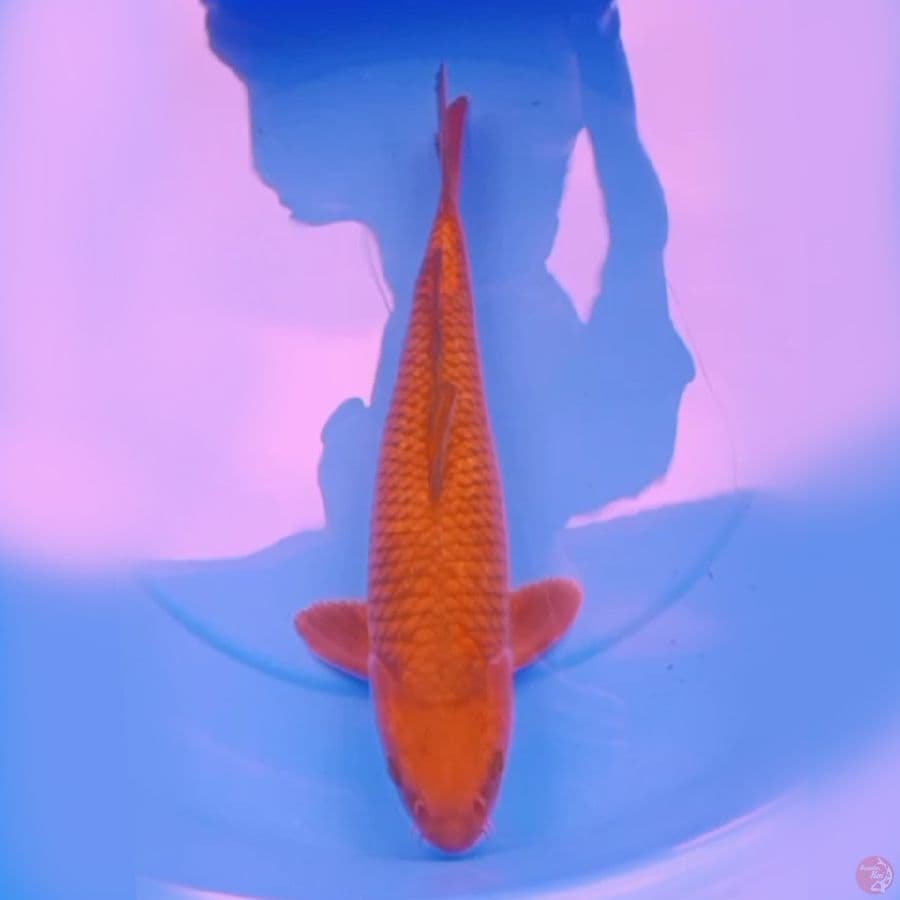 44cm TEMBAGA CHAGOI JUMBO