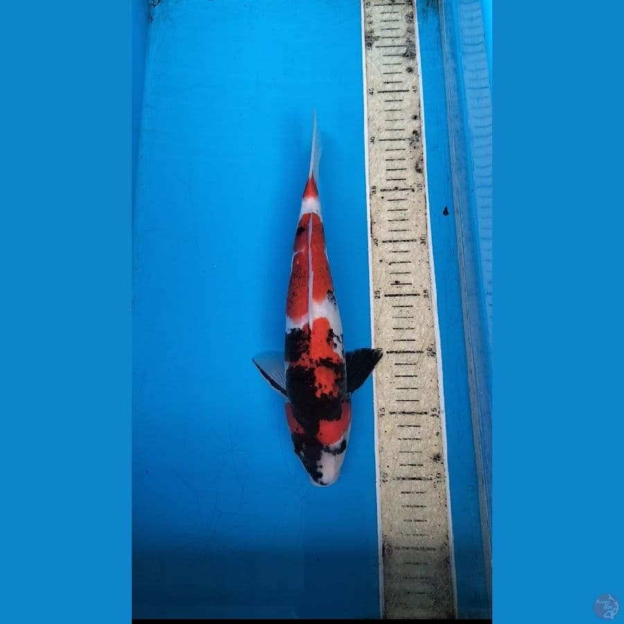 Showa 31cm M