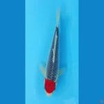 TANCHO RED GOSHIKI ORIGINAL 30CM ( INCLUDE SERTI JUARA SIZE 25BU )