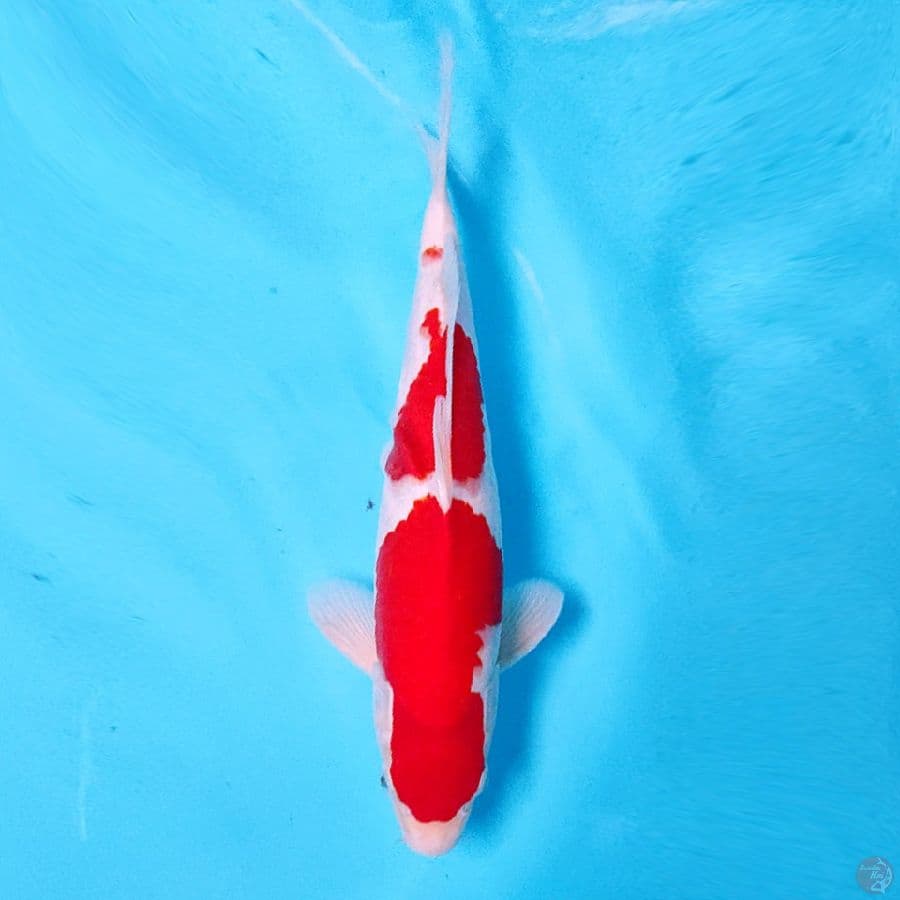 KOHAKU ORIGINAL POLA 35CM MALE