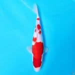 KOHAKU ORIGINAL CALON INDUK TULANG BESAR 34cm FM
