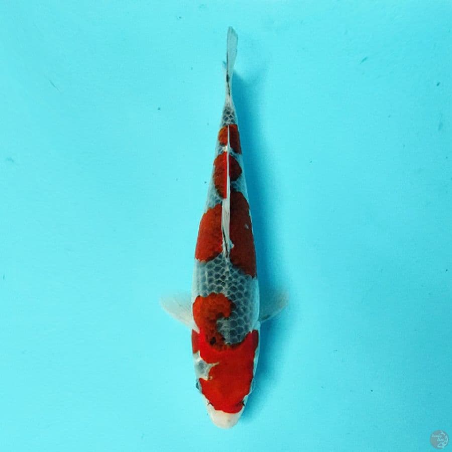 READY SHOW SQ GOSHIKI 27CM F