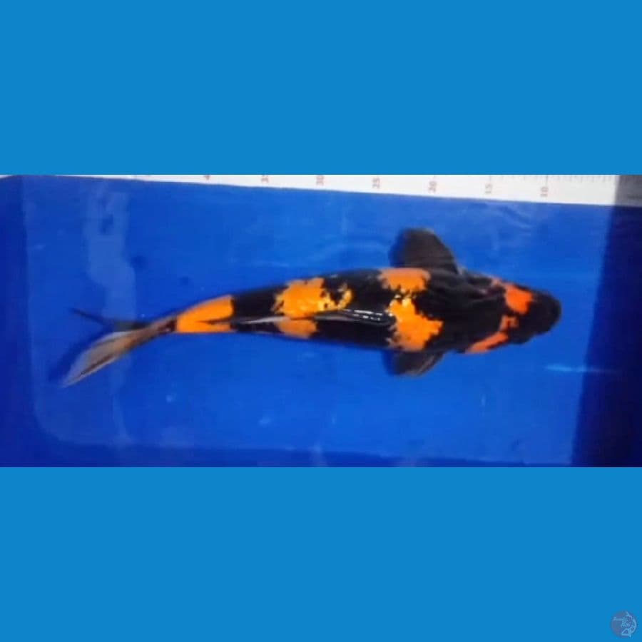 Hiutsuri Jantan 45 cm