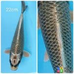 Mukashi jaring spesial 22cm