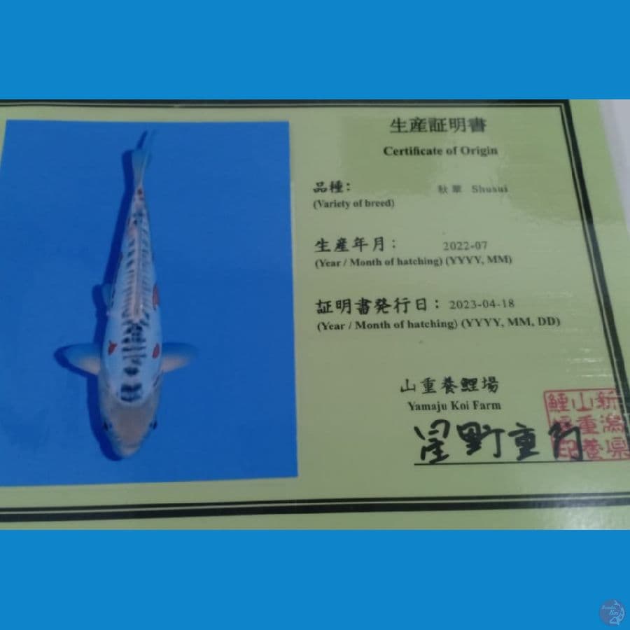 import yamaju 35 cm