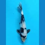 shiro gindrin 25 cm/male 