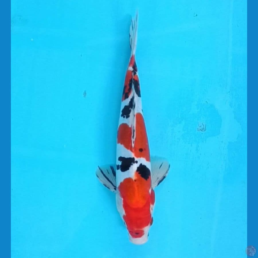 sanke Doitsu 25cm/male 
