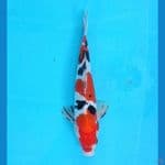 sanke Doitsu 25cm/male 