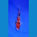 SHOWA 24CM ORIGYNAL