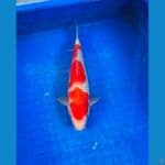 kohaku ±28cm MALE