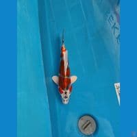 KUJAKU 30 CM MALE