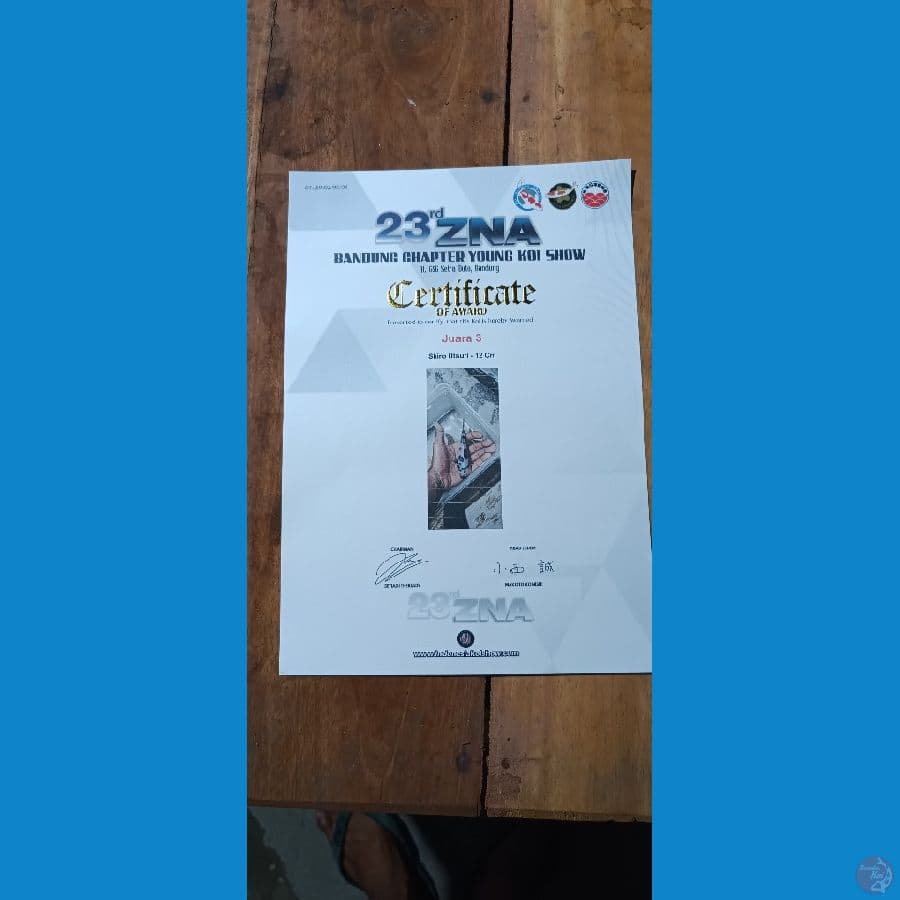 SHIRO 15 bu Serti ZNA 