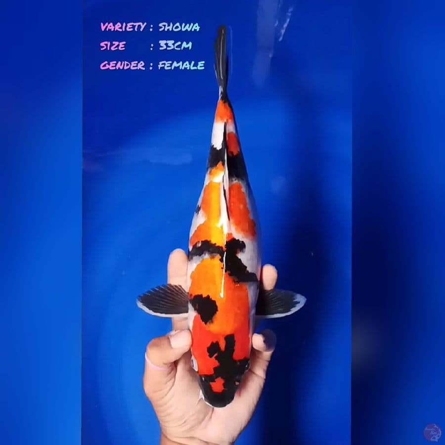 3.33cm showa sanshoku female
