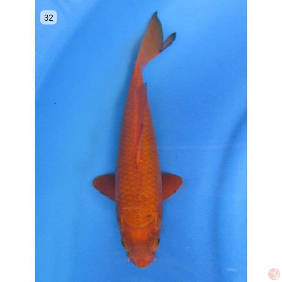 chagoi karamel - 32cm Male