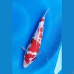 AKF Jantan punuk 33cm
