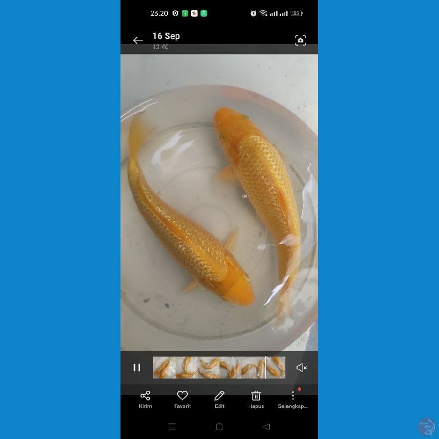 2ekor punuk full ginrin