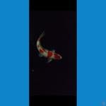 jantan 5 steps original kohaku