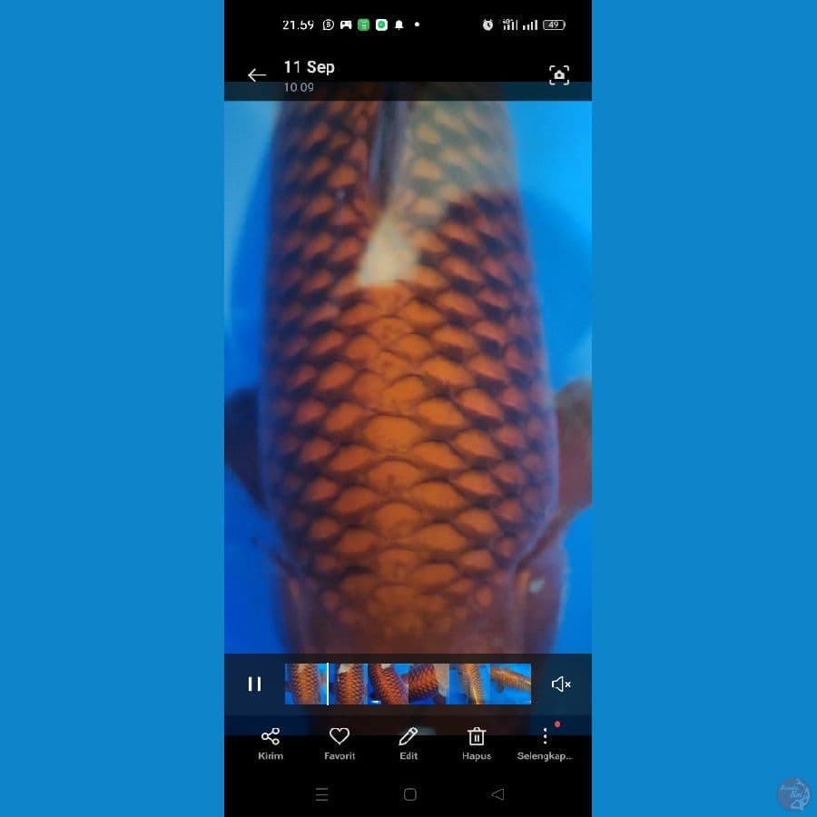 jantan chagoi tembaga 35 cm