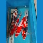 mix 40-45 cm
