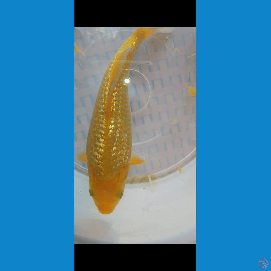 caramel ginrin punuk bulky 20 cm
