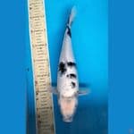 shiro gindrin 33cm.F