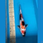 Showa ginrin 34cm.F