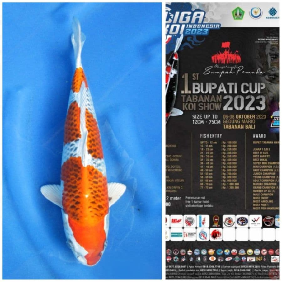 35cm Kujaku Siap Show Tabanan Bali