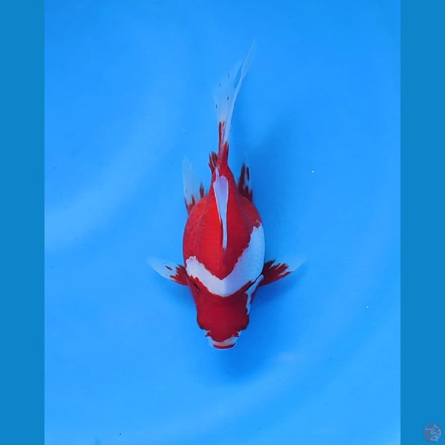 tamasaba longvtail 15cm