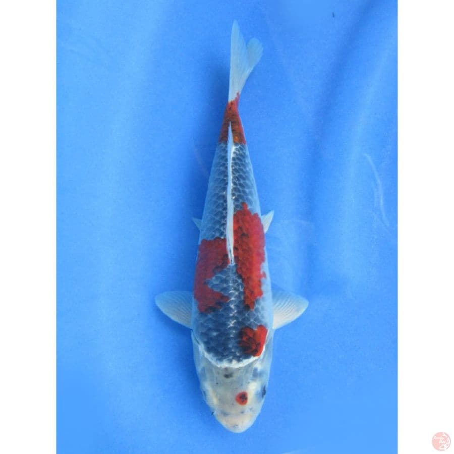 Red Ghosiki - 25cm