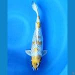 kujaku kirin 35cm 