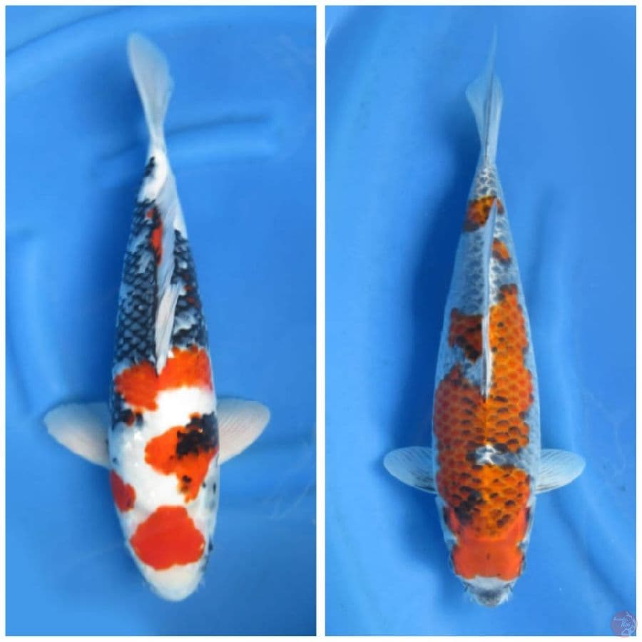 Showa dan Ghosiki 50 - 35cm