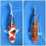 Showa dan Ghosiki 50 - 35cm