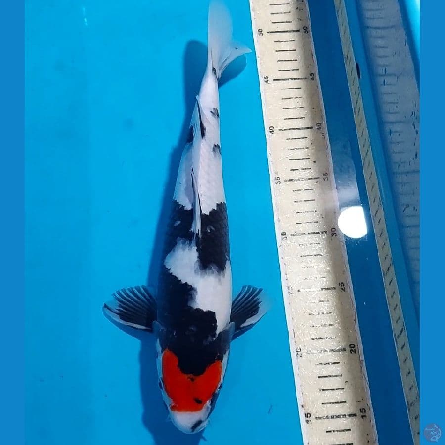 TANCHO SHOWA 31 M