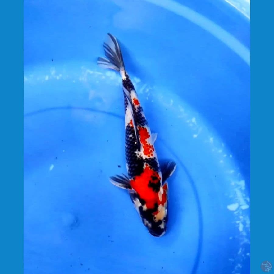 showa jantan 28cm