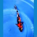 showa jantan 28cm
