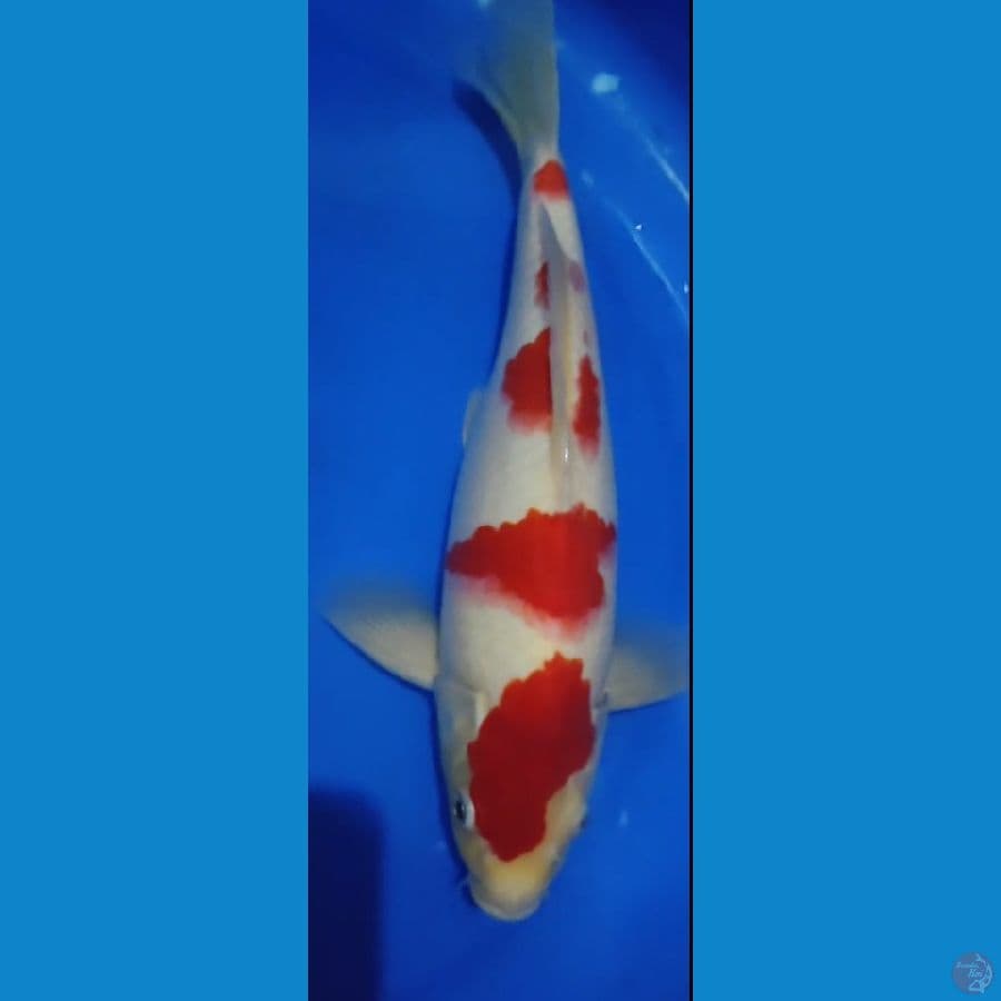 original jantan 30cm