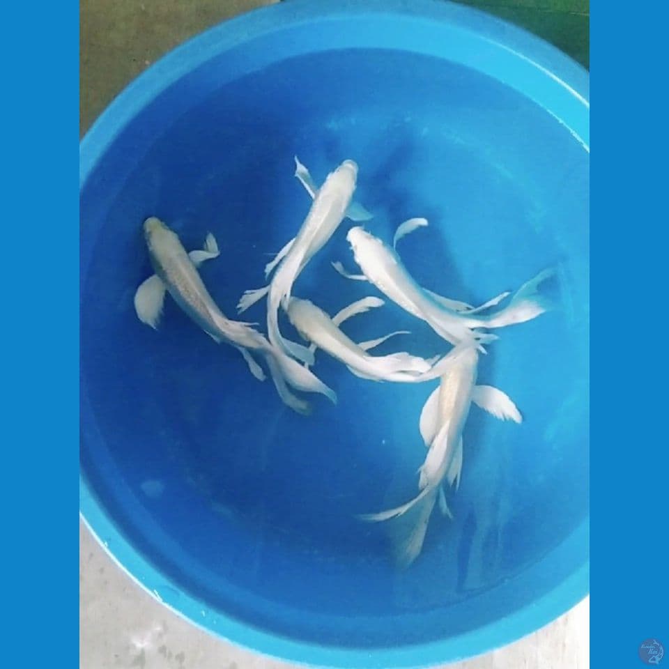 kumpay slayer super gondrong 27-30cm