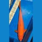 Karashi 44cm