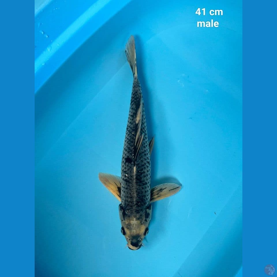 Matsukawabake 41 cm