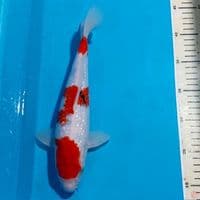 SANKE GINDRIN 29 CM 