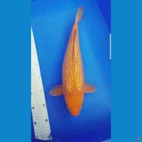KARAMEL GINRIN 40 CM 