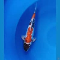Male Kikokuryu 32 cm